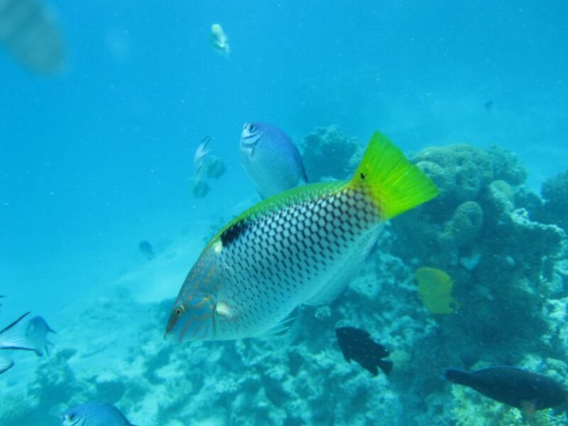 Makadi Bay: Snorkelling and Diving Island Trip - An In-Depth Look at the Makadi Bay Snorkeling and Diving Trip