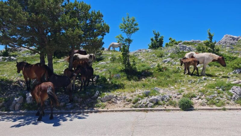 makarska-buggy-skywalk-biokovo-tour
