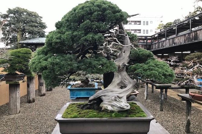 make-your-own-bonsai-with-a-professional-artist-in-tokyo