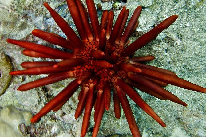 makena-wailea-explorer-trip-in-maui