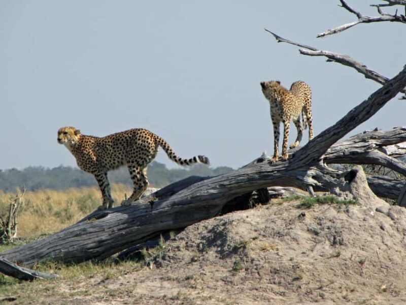 Makgadikgadi Day Trip - Key Points  