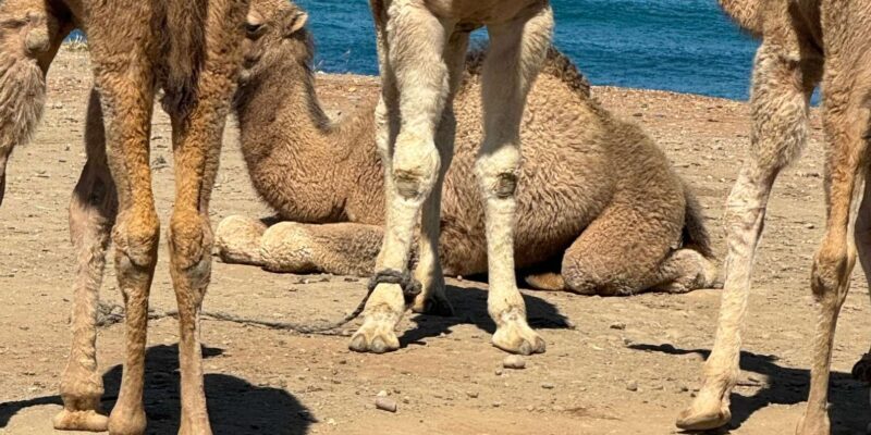Malaga private Day trip to tangier Morocco all inclusive - FAQ