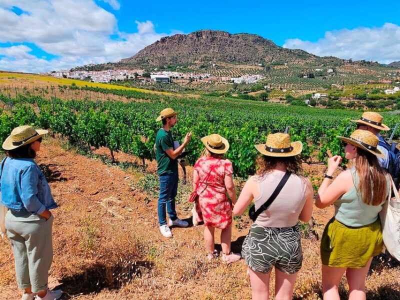 malaga-white-village-vineyard-and-wine-tasting-wine-tour
