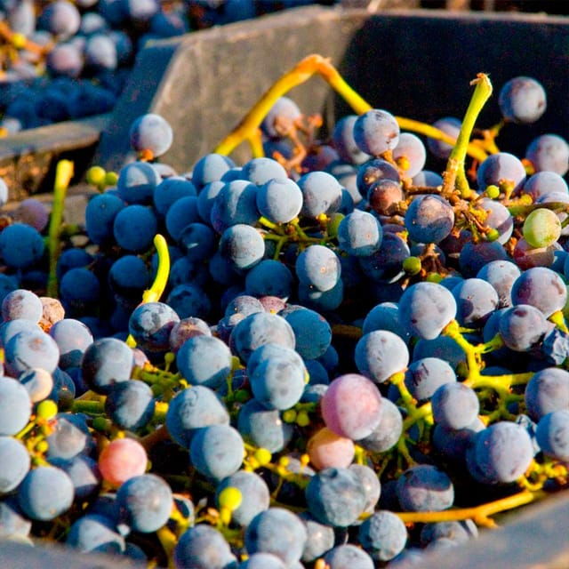 malaga-white-village-vineyard-and-wine-tasting-wine-tour