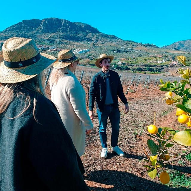 malaga-white-village-vineyard-and-wine-tasting-wine-tour