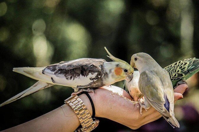 Malagos Chocolate Factory & Museum , Philippine Eagle Center - Is This Tour Worth It?