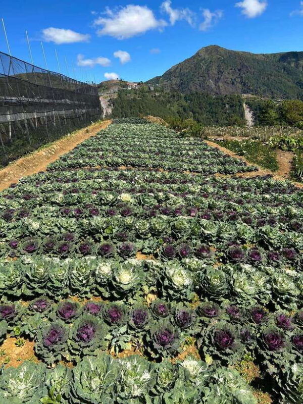 malapascua-diving-tour-thresher-sharks