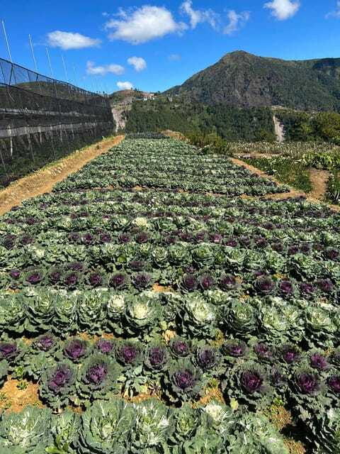 malapascua-diving-tour-thresher-sharks