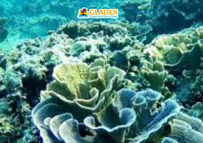 Malapascua Island: Island-Hopping Tour - Key Points