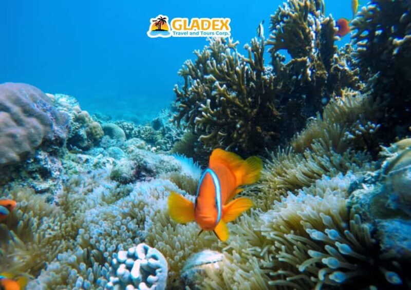 Malapascua Island: Island-Hopping Tour - What Does the Experience Offer You?