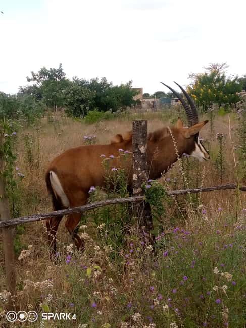 Malawi wildlife safari Tour - Practical Considerations and Value
