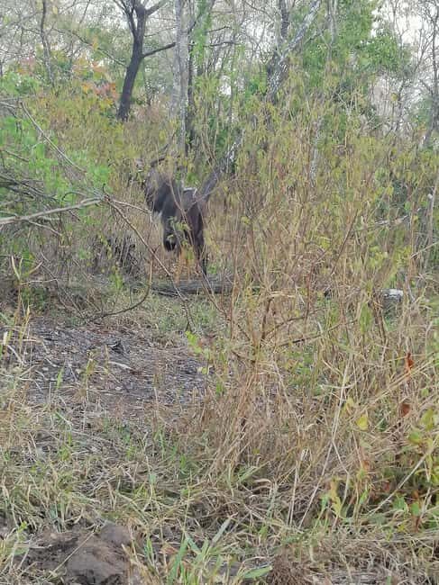 Malawi wildlife safari Tour - FAQs