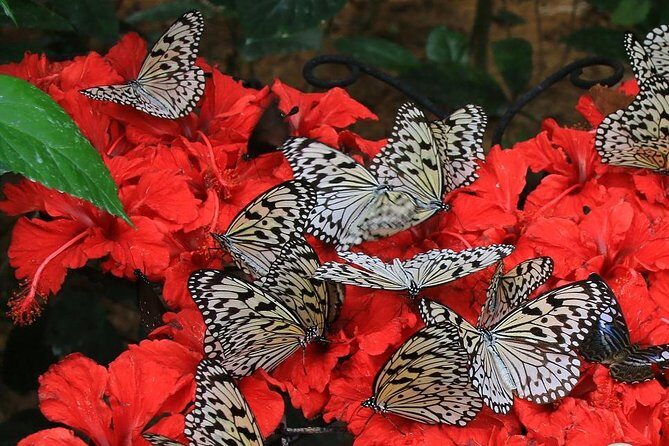 Malaysia: Discover Nature's Wonders with Entopia Entry Ticket - Who Should Consider Visiting Entopia?