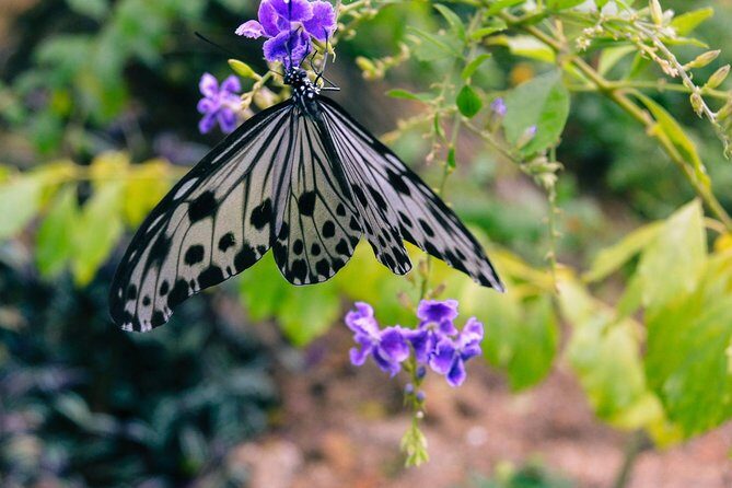 Malaysia: Discover Nature's Wonders with Entopia Entry Ticket - The Sum Up