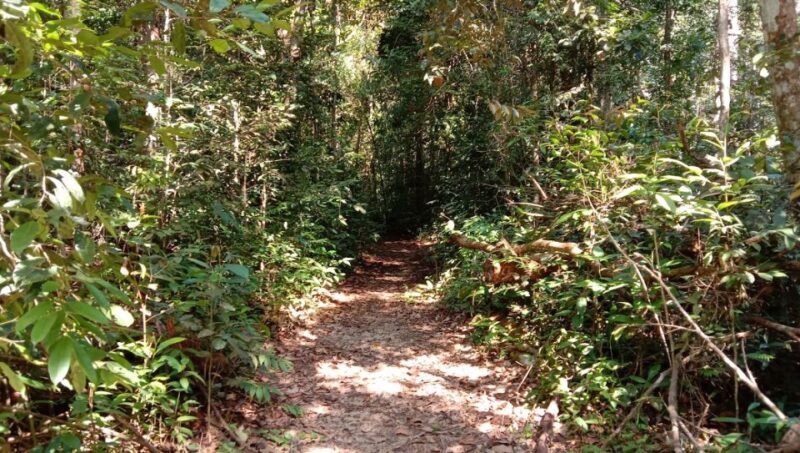 Malaysia: Gunung Panti Forest Reserve Guided Nature Tour - A Detailed Look at the Gunung Panti Forest Reserve Guided Tour