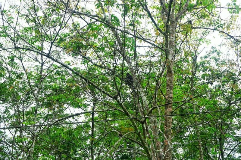 Malaysia: Gunung Panti Forest Reserve Guided Nature Tour - FAQ