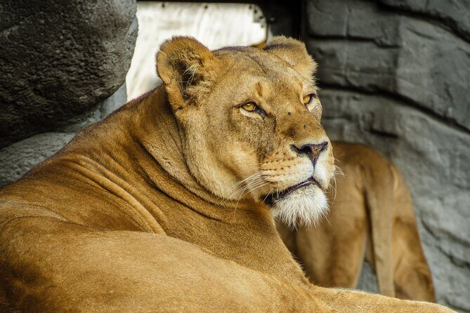 Malaysia National Zoo (Zoo Negara) with Giant Panda Viewing - Key Points