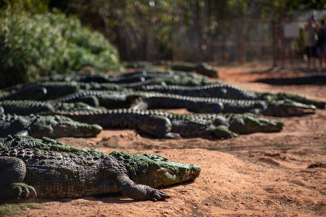 Malcolm Douglas Crocodile Park Tour Including Transportation - Introducing the Malcolm Douglas Crocodile Park Tour in Broome