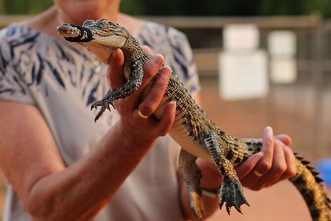 Malcolm Douglas Crocodile Park Tour Including Transportation - Key Points