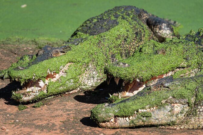 Malcolm Douglas Crocodile Park Tour Including Transportation - Who Will Love This Tour?