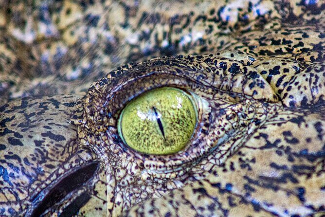 Malcolm Douglas Crocodile Park Tour Including Transportation - FAQ
