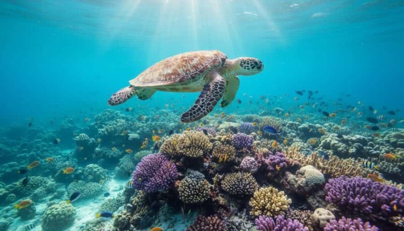 Maldives Alif Alif Atoll 3-Point Snorkeling Tour with Guide - Introduction