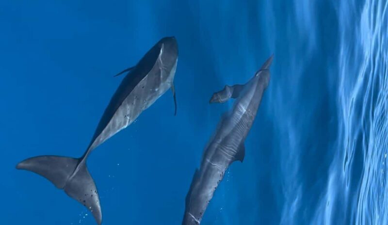 Maldives, Dhiffushi Shared Sunset Dolphin Cruise - Why This Tour Offers Great Value