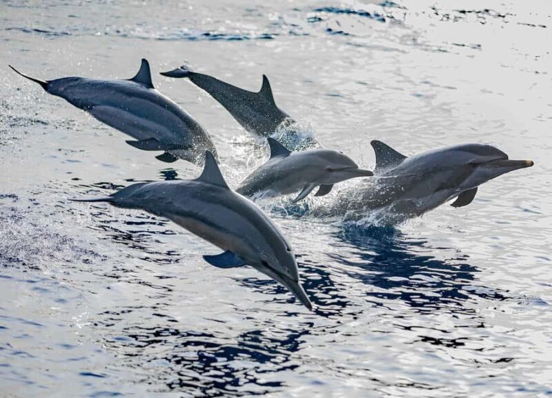 Maldives: Dolphin Watching Cruise with Snorkeling - Why This Tour Offers Great Value