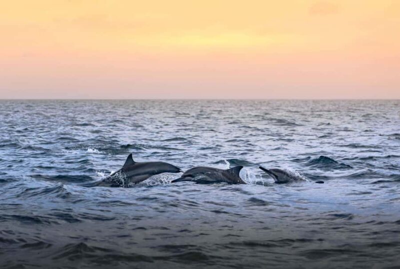 Maldives: Dolphin Watching Cruise with Snorkeling - Final Thoughts