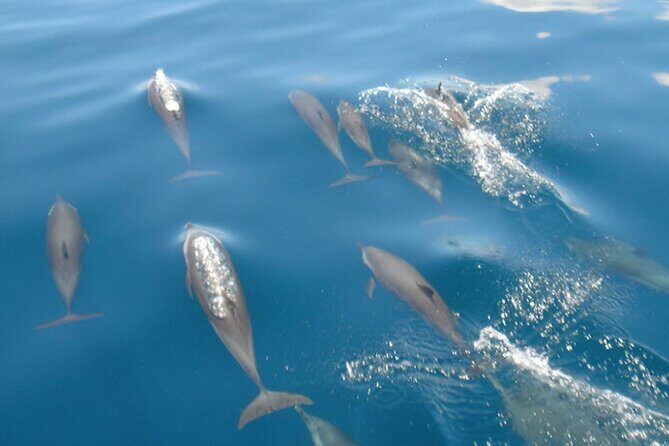 Maldives: Dolphin Watching Tour with Island Cruise - Introduction