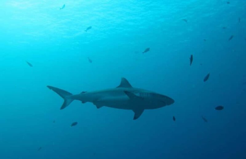 Maldives Snorkeling Tour to Explore 3 Coral Reef Wonders - An In-Depth Look at the Maldives Snorkeling Tour