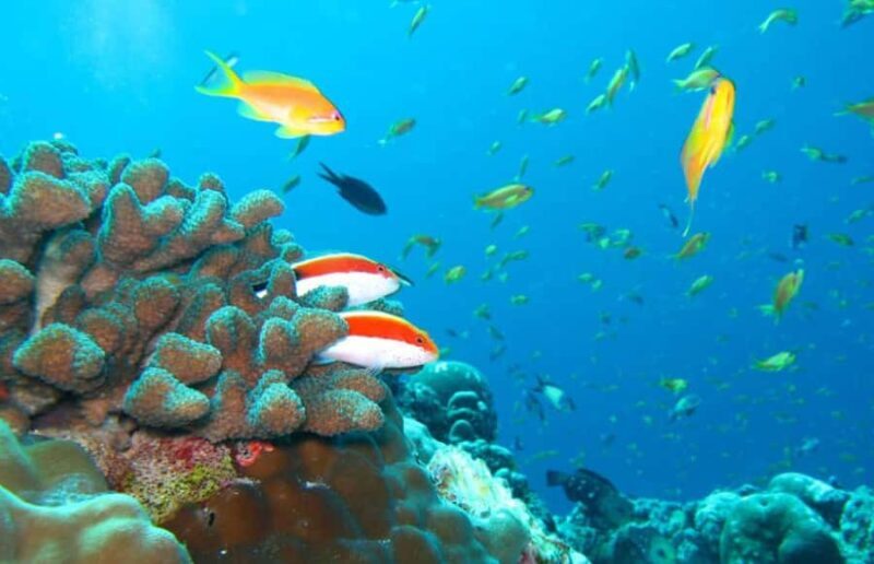 Maldives Snorkeling Tour to Explore 3 Coral Reef Wonders - In The Sum Up