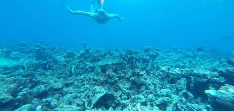 Malé: Two-Point Snorkelling Adventure - Key Points