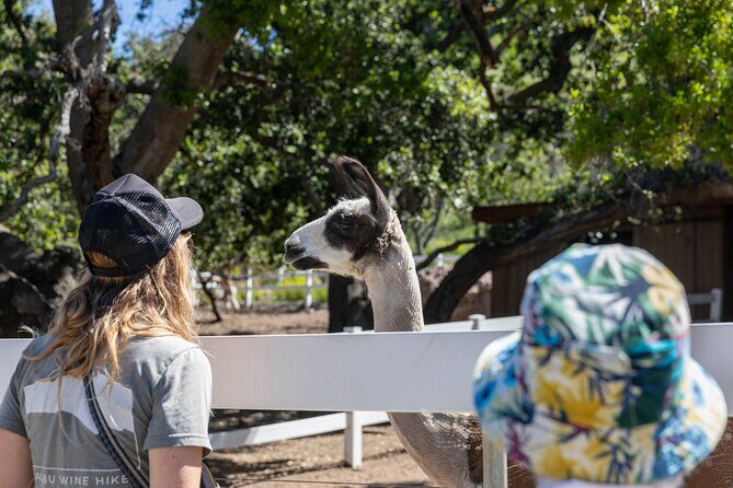 Malibu: Guided Vineyard Hike with Photo Stops and Wine - FAQ