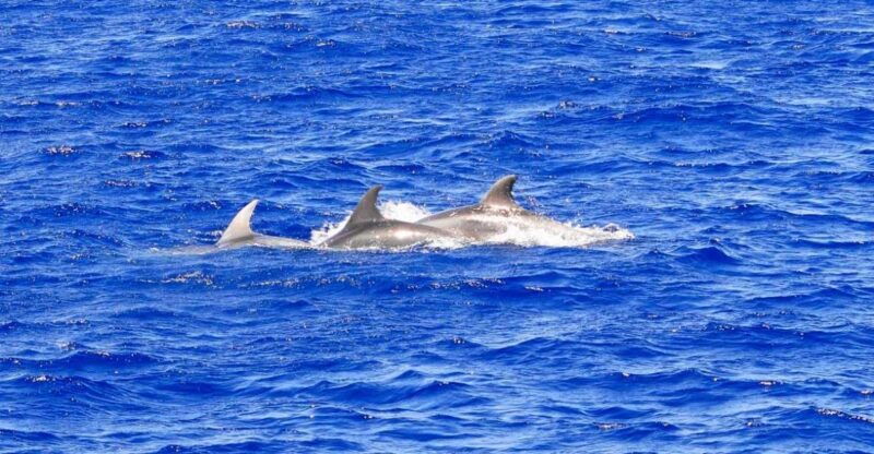 mallorca-3-hour-afternoon-dolphin-watching-boat-tour