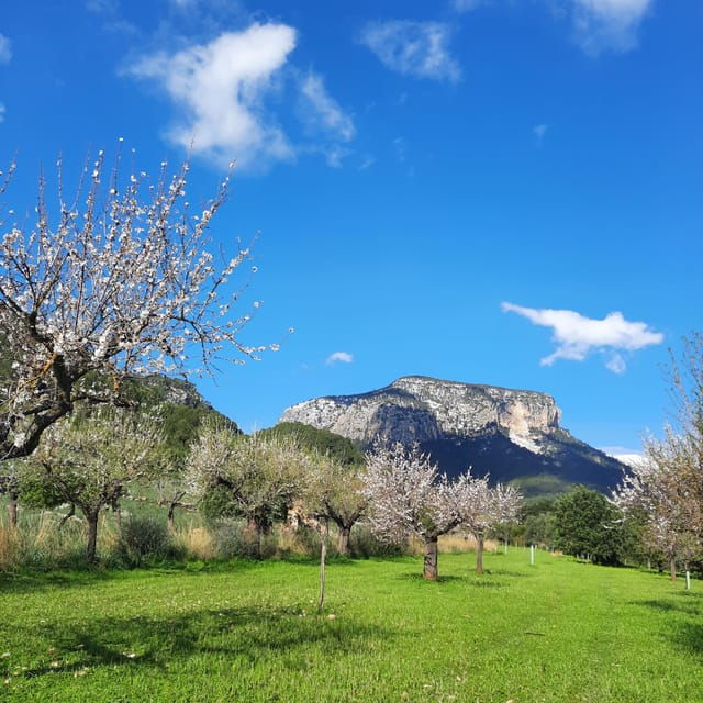 mallorca-almond-blossom-minivan-tour-with-tasting-german