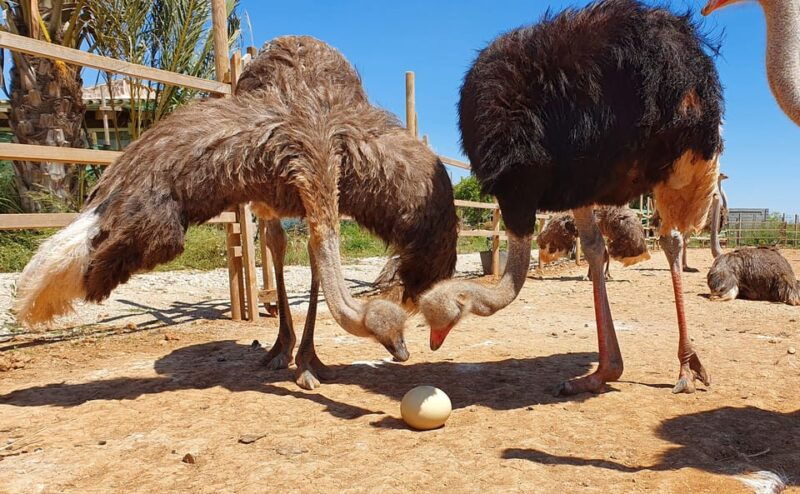 mallorca-artestruz-ostrich-farm-ticket-entrance