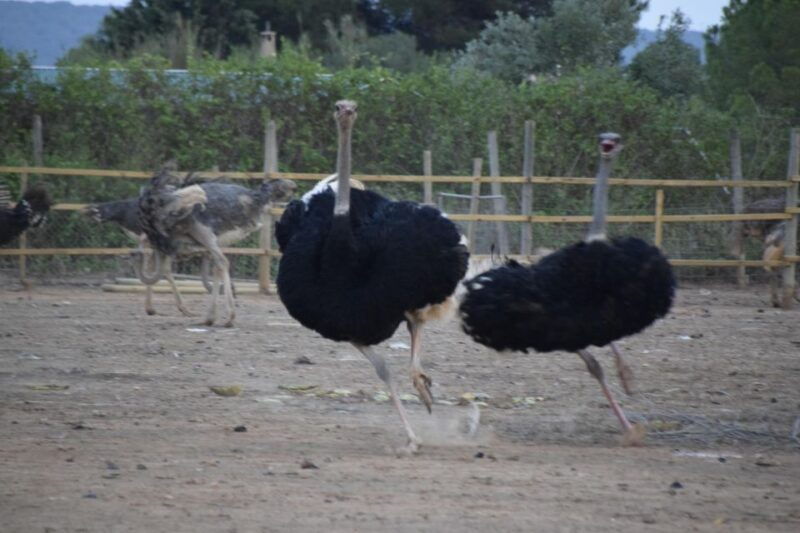 mallorca-artestruz-ostrich-farm-ticket-entrance