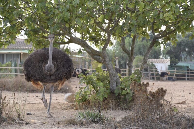 mallorca-artestruz-ostrich-farm-ticket-entrance