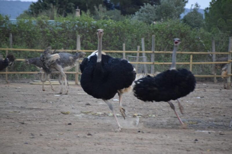mallorca-artestruz-ostrich-farm-ticket-entrance
