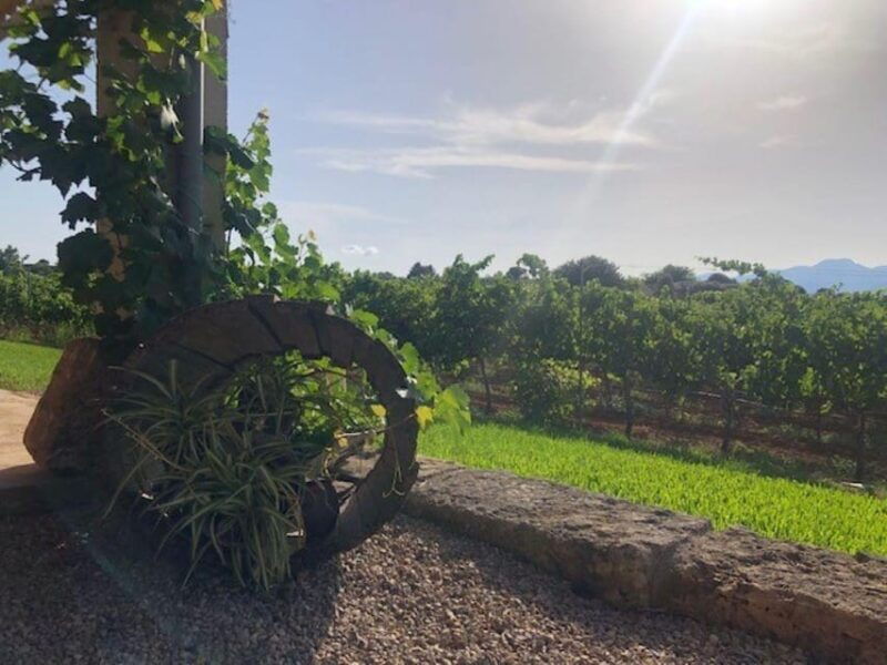 mallorca-bodega-butxet-vineyards-winery-tour-with-tasting