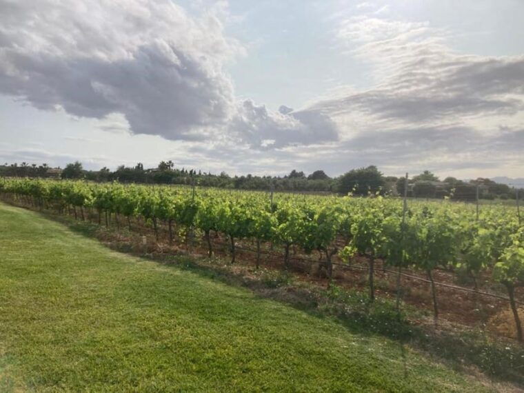 mallorca-bodega-butxet-vineyards-winery-tour-with-tasting