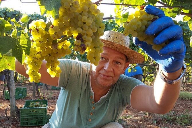 mallorca-bodega-olive-minibus-tour-incl-pick-up-south-coast-2