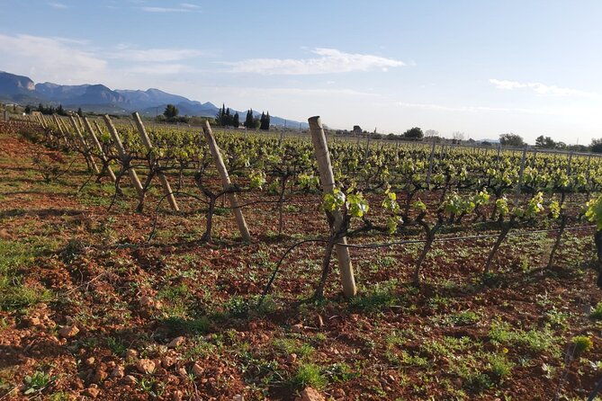 mallorca-bodega-olive-minibus-tour-incl-pick-up-south-coast-2