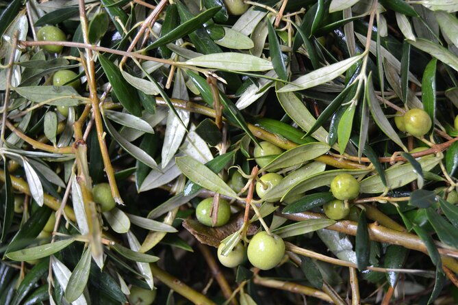 mallorca-bodega-olive-minibus-tour-incl-pick-up-south-coast-4