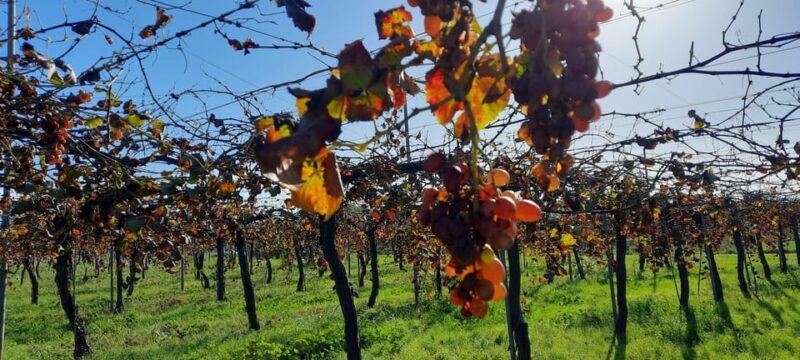 mallorca-bodega-olives-minibus-tour-with-tastings-german
