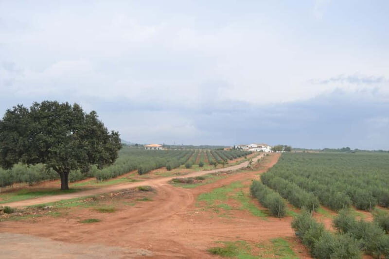 Mallorca: Bodega & Olives Minibustour with wine/oil tasting - The Experience from a Guest’s Perspective