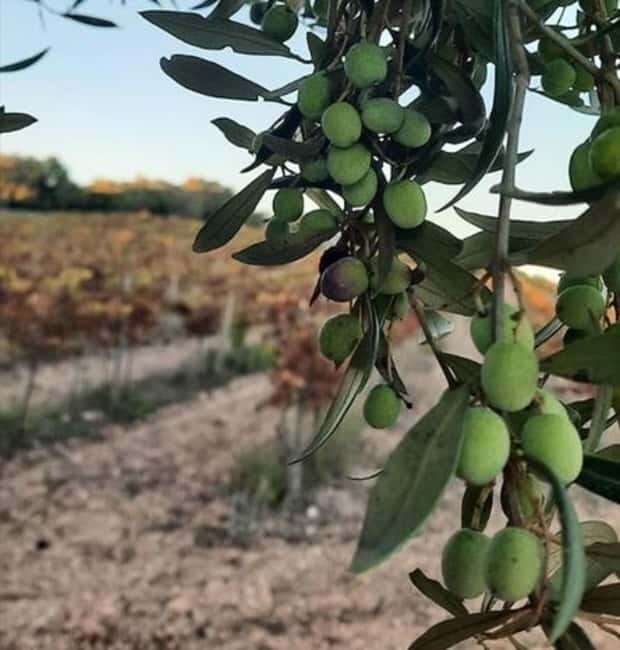 Mallorca: Bodega & Olives Minibustour with wine/oil tasting - The Sum Up