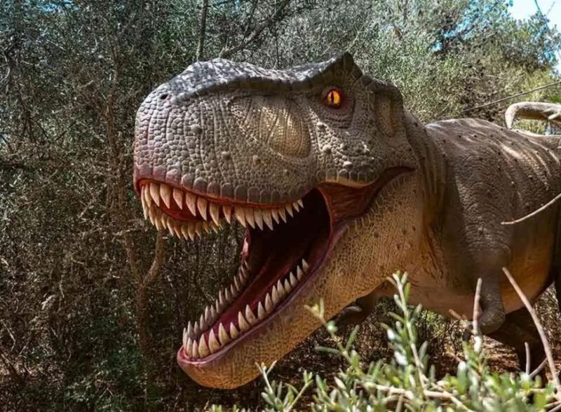 mallorca-caves-of-hams-and-dinosaurland-ticket-with-pickup