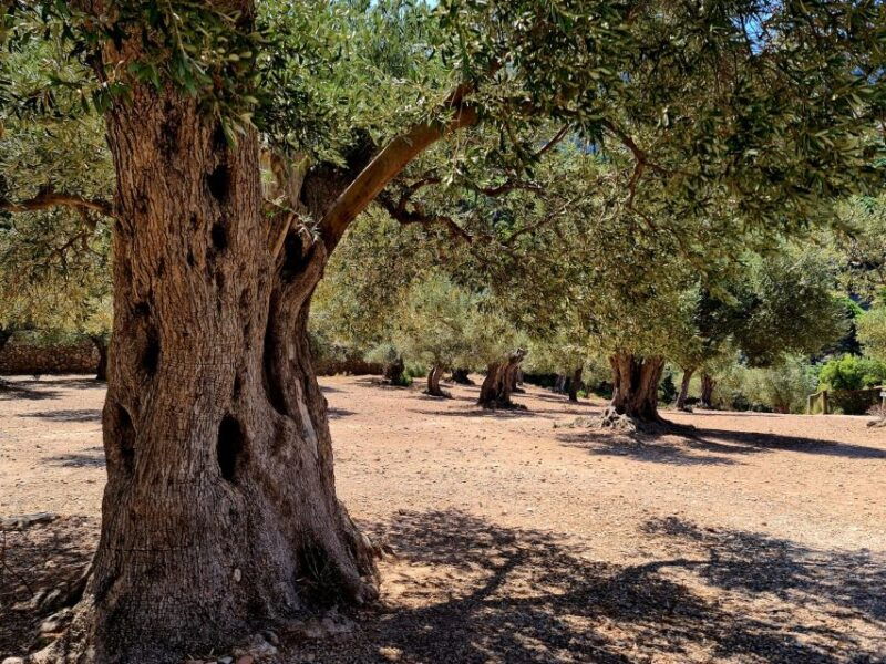 mallorca-day-trip-to-hidden-gems-of-tramuntana-with-lunch